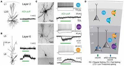 Cholinergic Modulation of Cortical Microcircuits Is Layer-Specific: Evidence from Rodent, Monkey and Human Brain